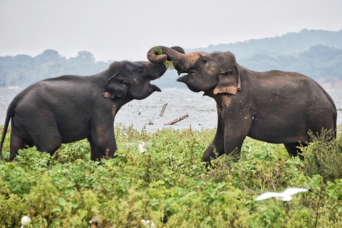 Minneriya National Park