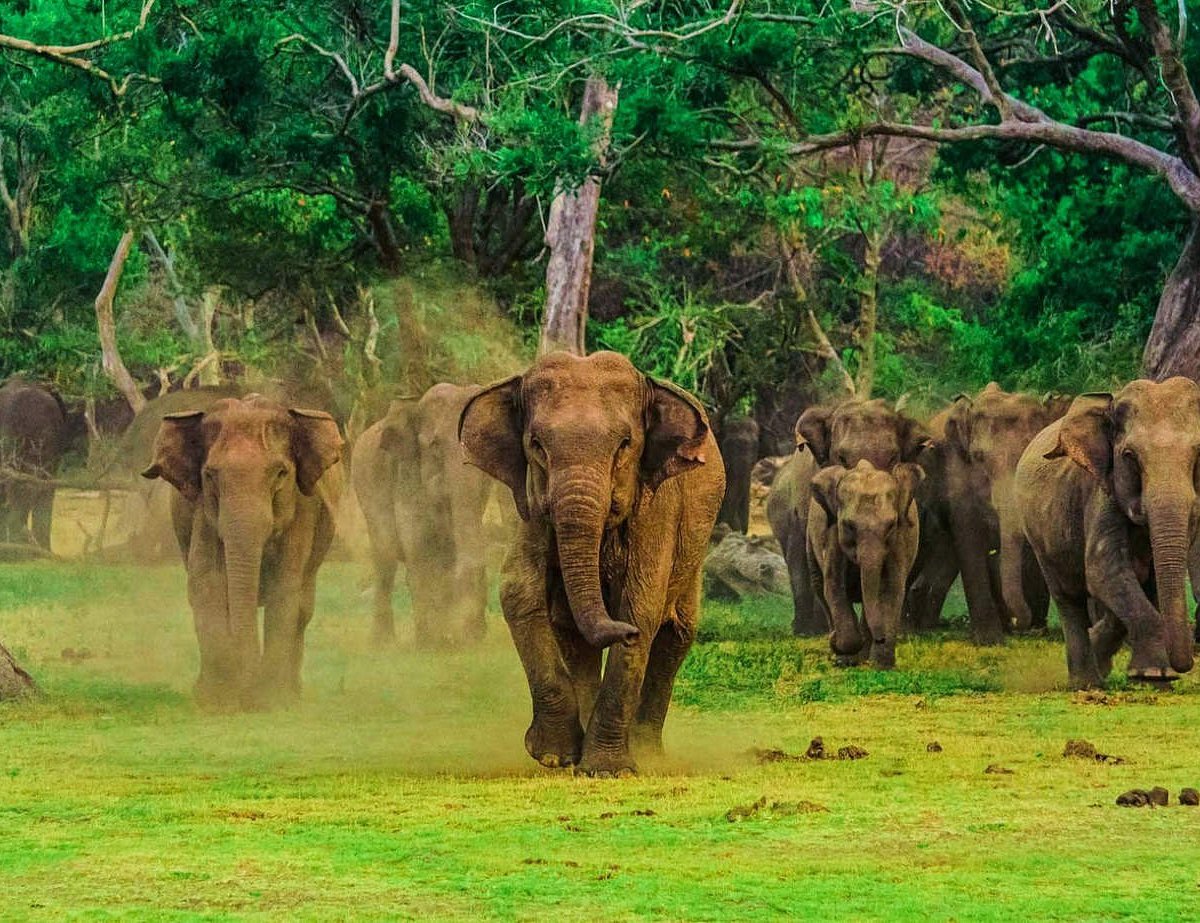 Udawalawe National Park